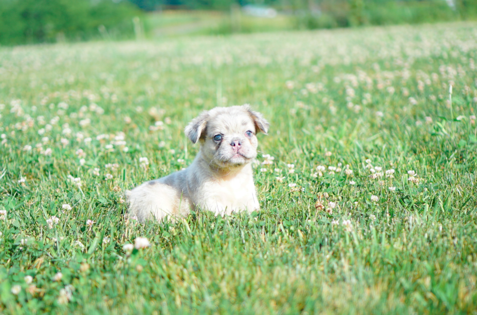 French Bulldog Puppy for Adoption