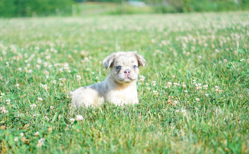 Cute French Bulldog Baby