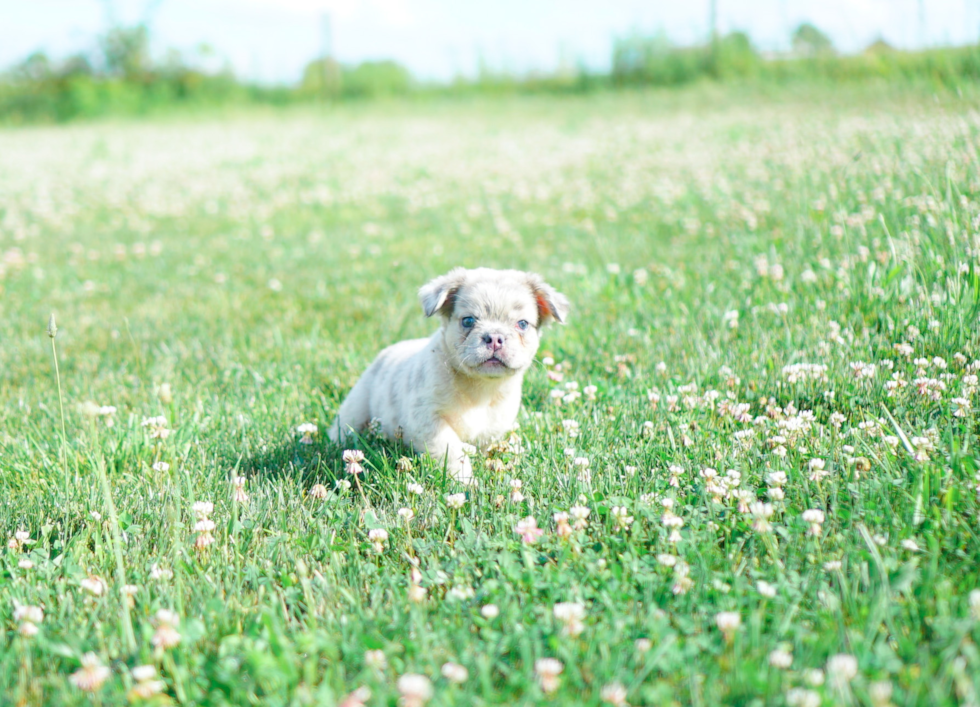 French Bulldog Puppy for Adoption