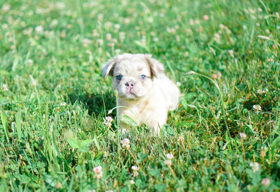 French Bulldog Puppy for Adoption