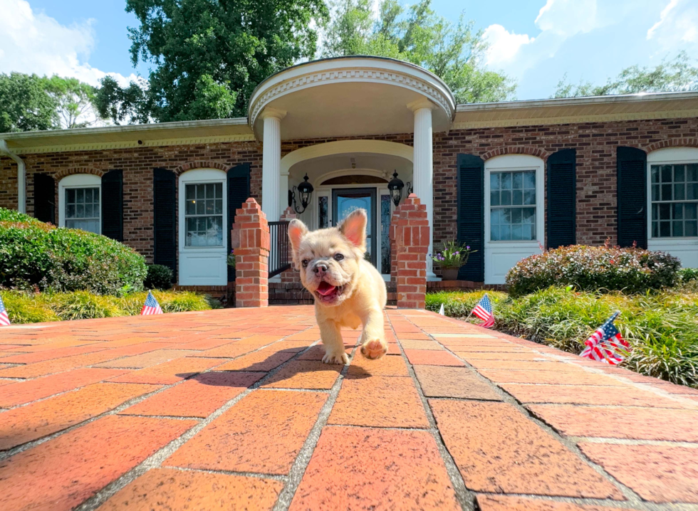 French Bulldog Puppy for Adoption