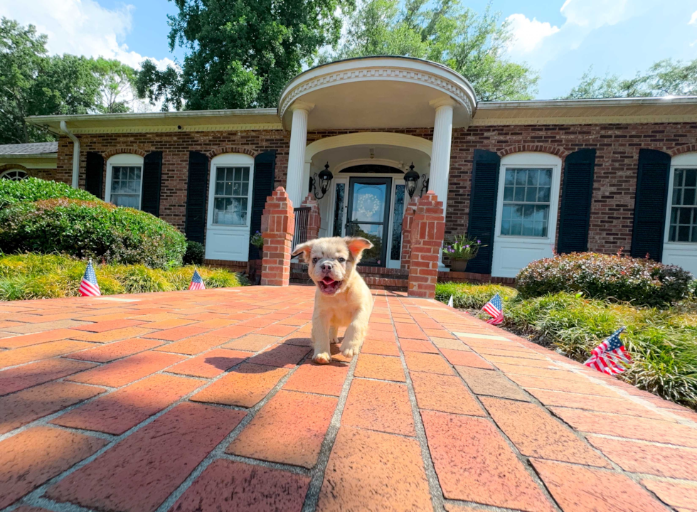 Cute Frenchie Purebred Puppy