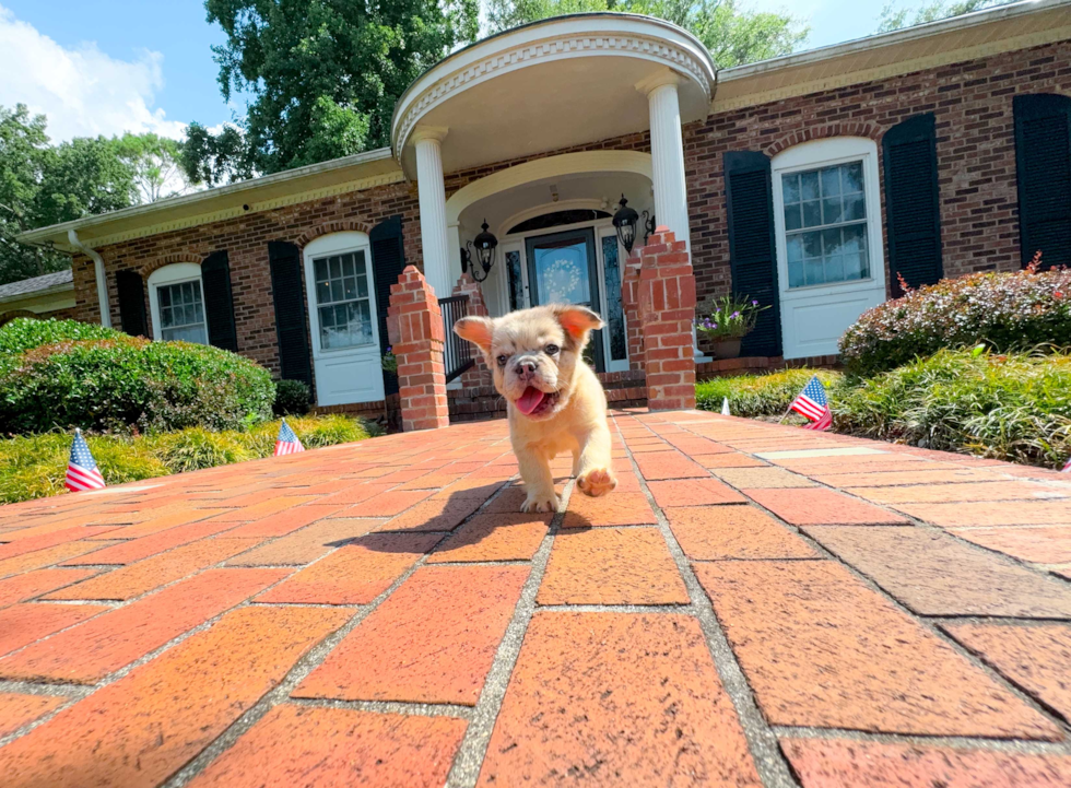 French Bulldog Puppy for Adoption