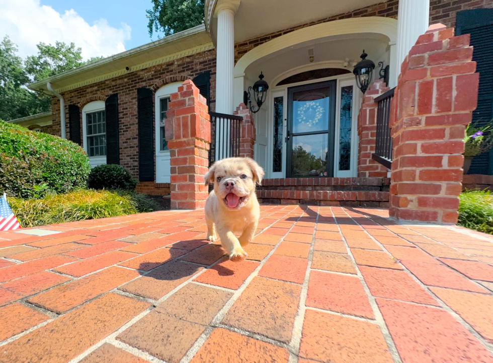 French Bulldog Pup Being Cute