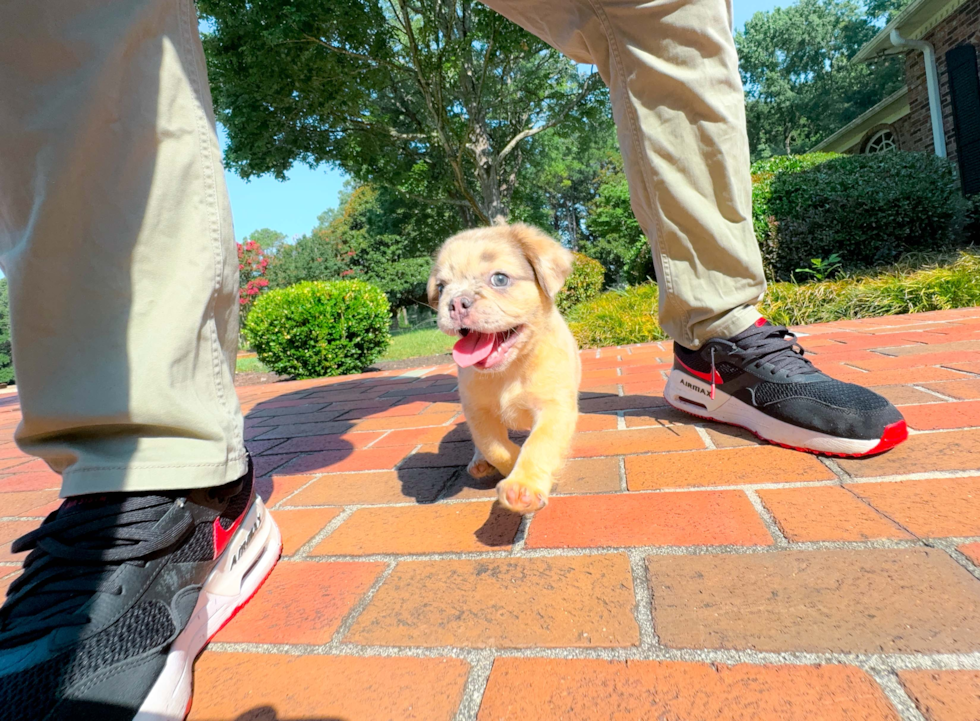 French Bulldog Pup Being Cute