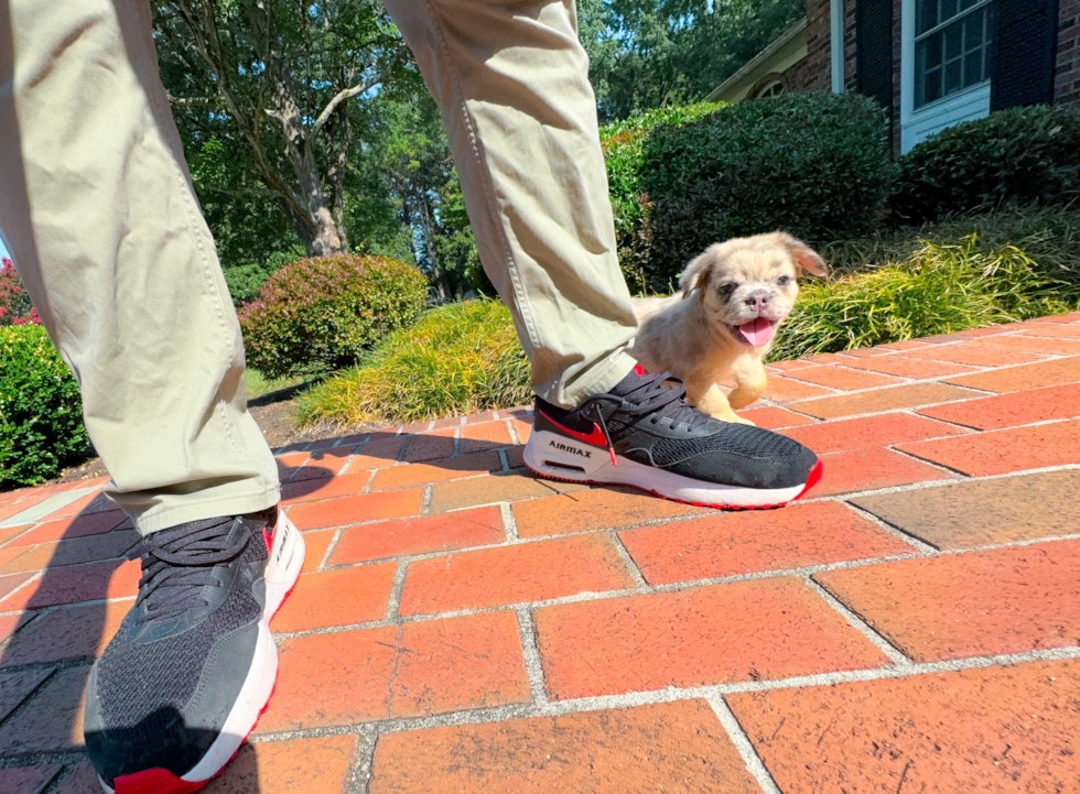 Cute French Bulldog Purebred Pup