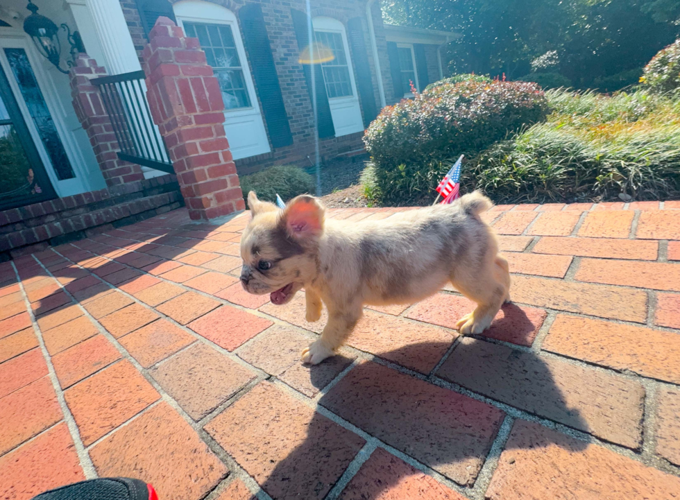 Cute French Bulldog Baby