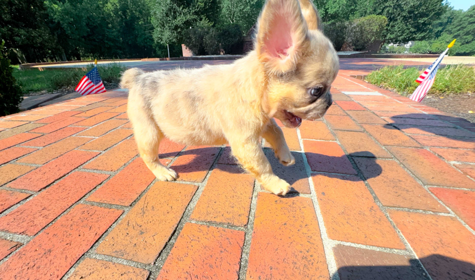 French Bulldog Pup Being Cute