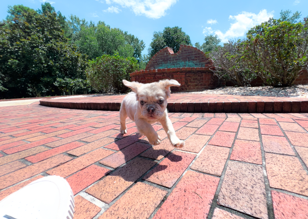 Cute French Bulldog Baby