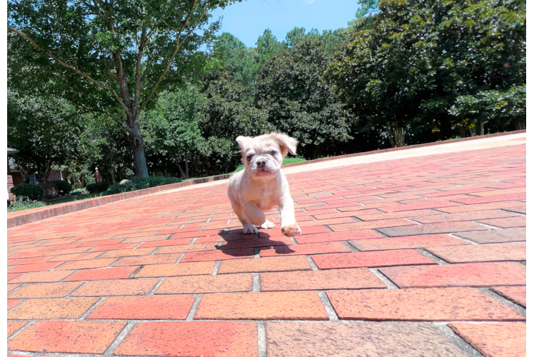 Cute Frenchie Purebred Puppy