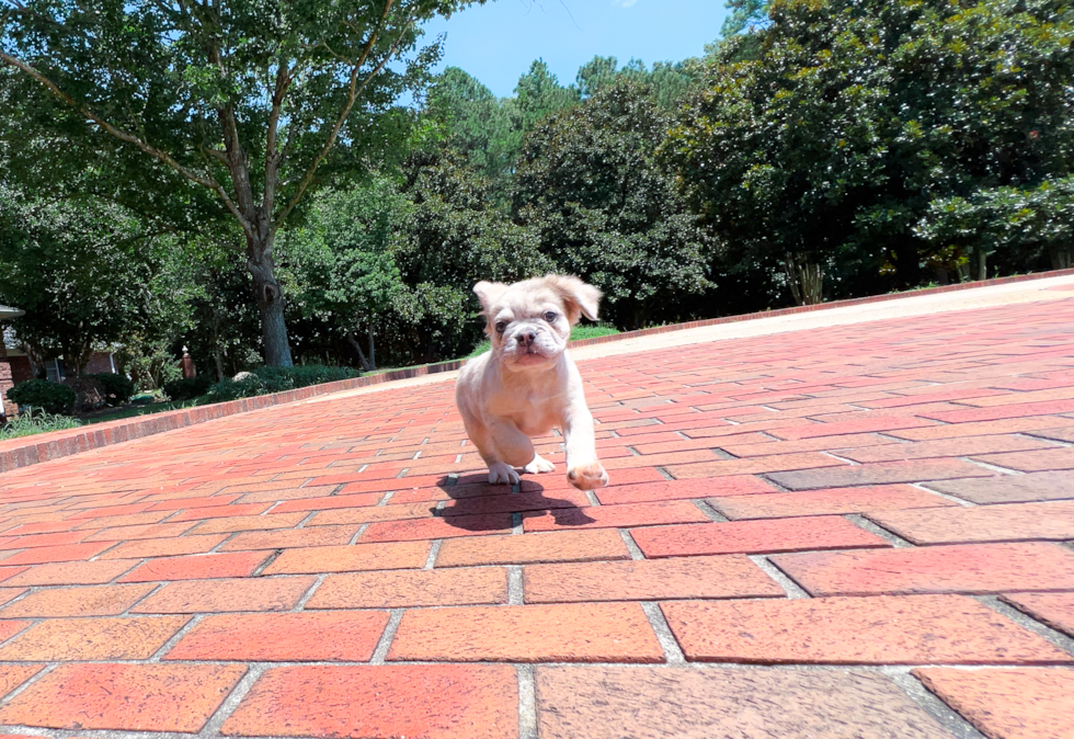 Cute Frenchie Purebred Puppy