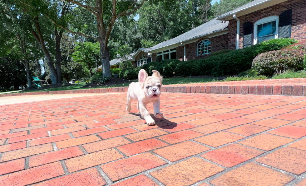 French Bulldog Puppy for Adoption