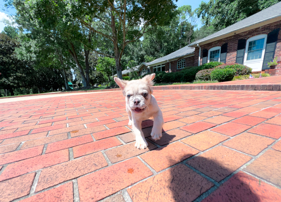 Cute Frenchie Purebred Puppy