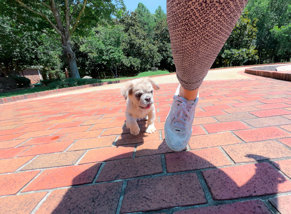 Cute French Bulldog Purebred Pup