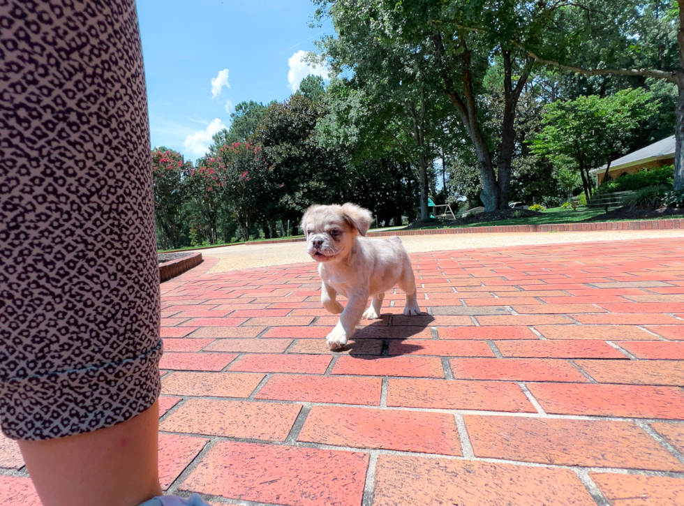 French Bulldog Puppy for Adoption