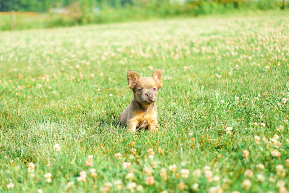 Cute Frenchie Purebred Puppy