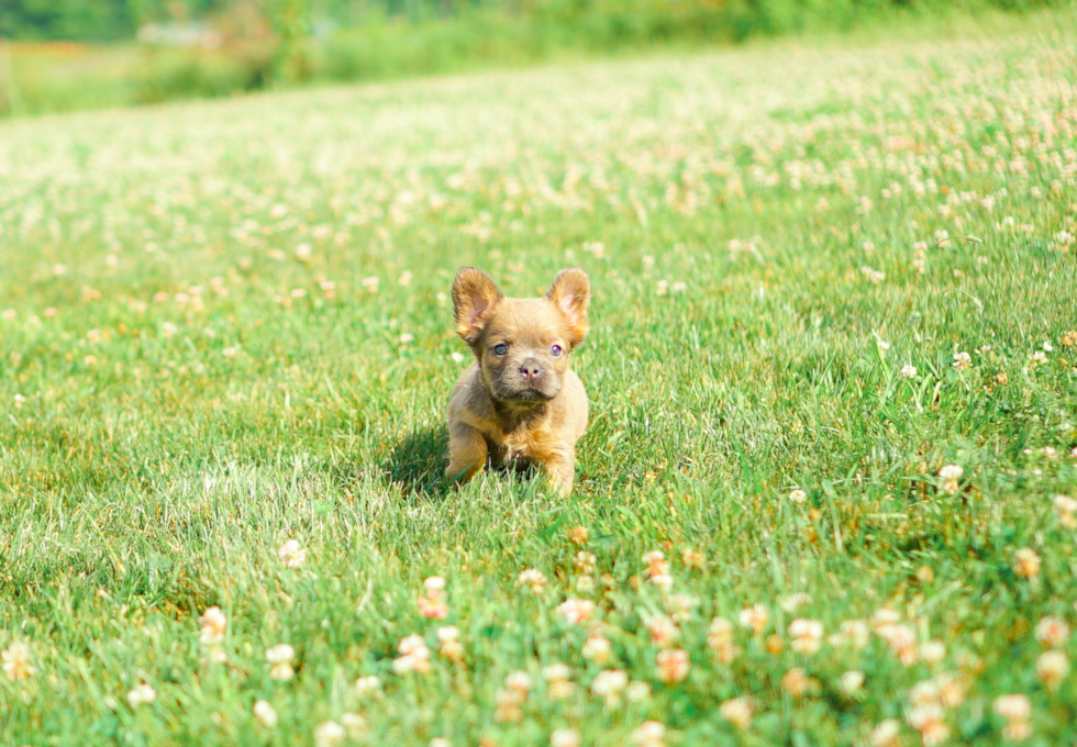 Cute French Bulldog Baby