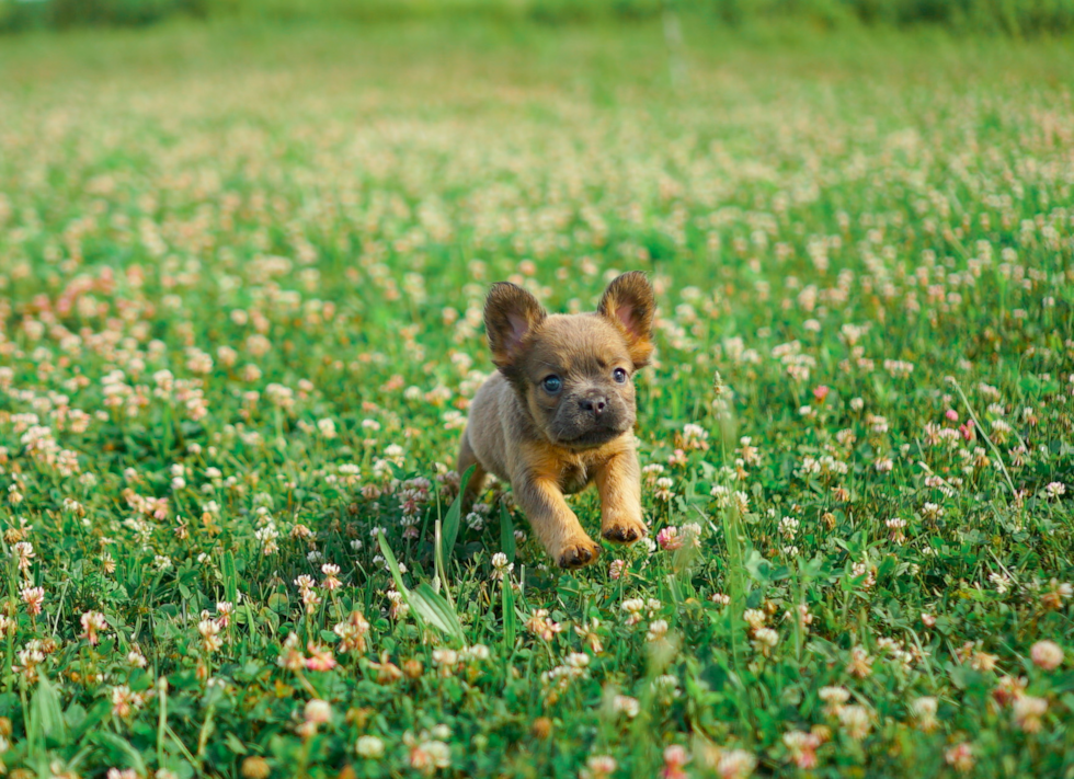 Cute French Bulldog Baby