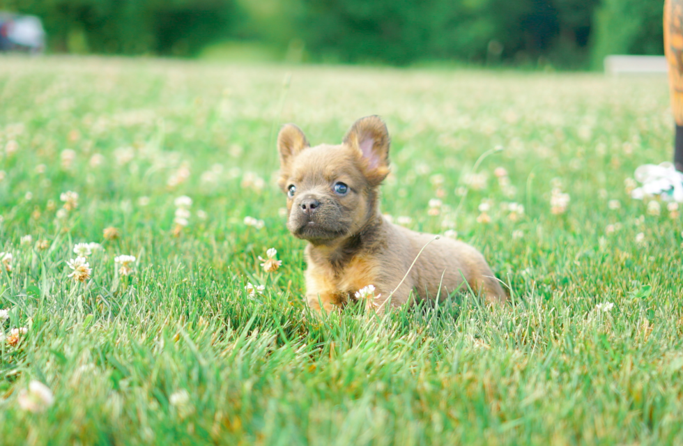 Best French Bulldog Baby