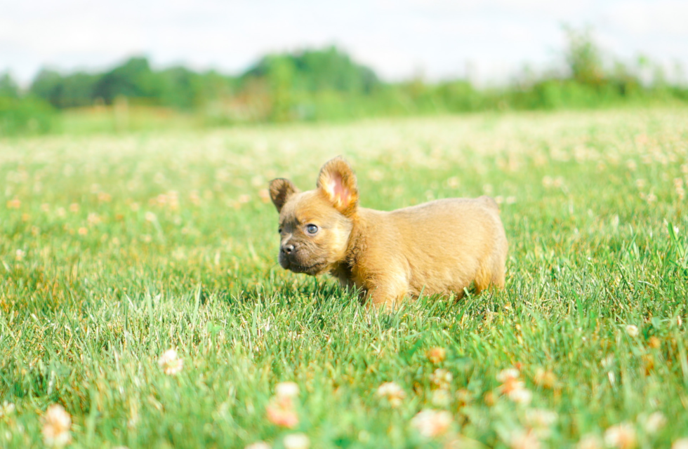 Cute French Bulldog Baby