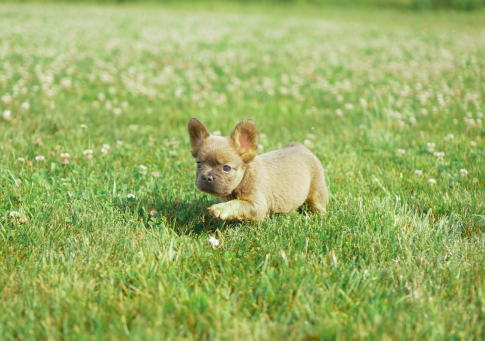 Best French Bulldog Baby