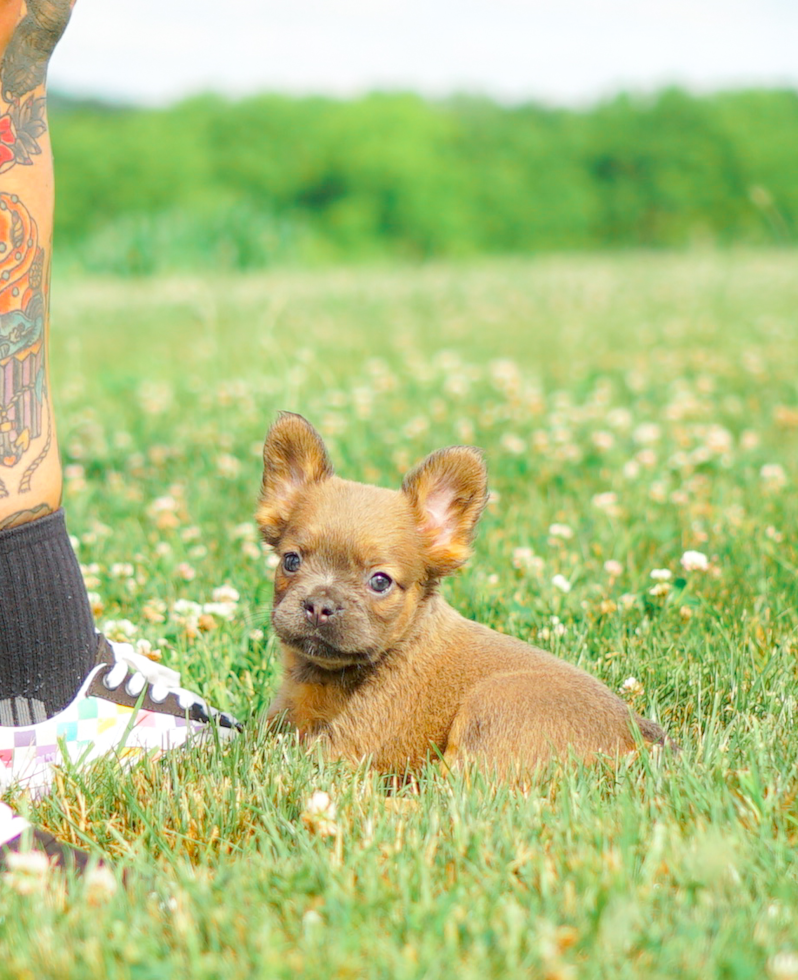 Cute Frenchie Purebred Puppy