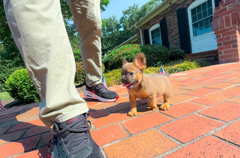 Cute French Bulldog Purebred Pup