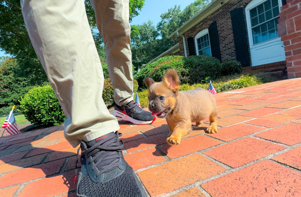 Cute Frenchie Purebred Puppy