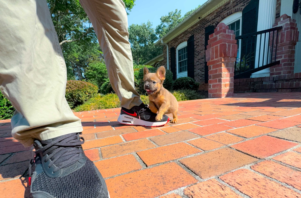 Cute Frenchie Purebred Puppy