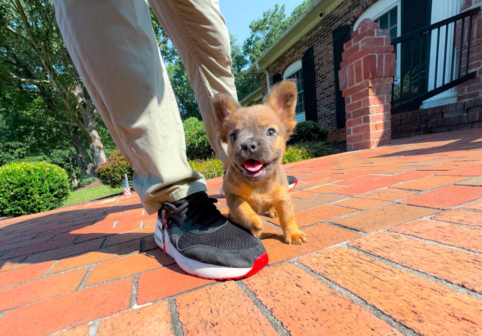 Cute French Bulldog Purebred Pup