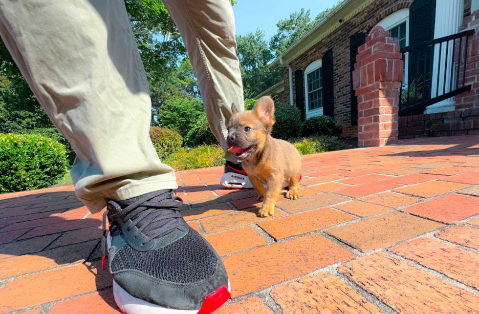 Cute French Bulldog Baby