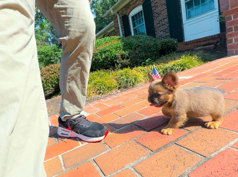 French Bulldog Pup Being Cute