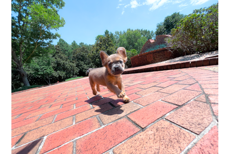 Cute French Bulldog Purebred Pup