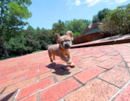 11 week old French Bulldog Puppy For Sale - Simply Southern Pups