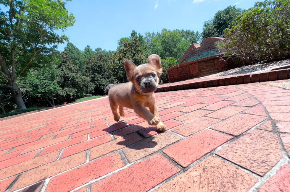 11 week old French Bulldog Puppy For Sale - Simply Southern Pups
