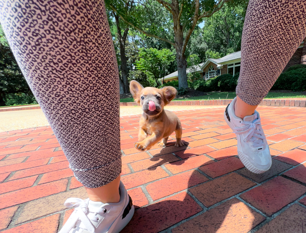 French Bulldog Puppy for Adoption