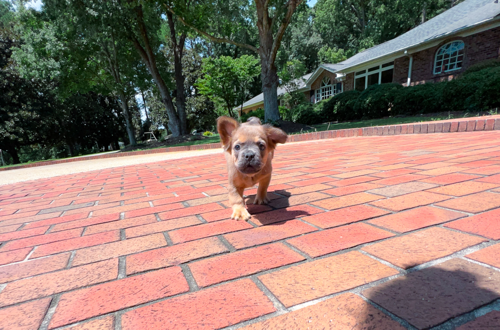 Best French Bulldog Baby