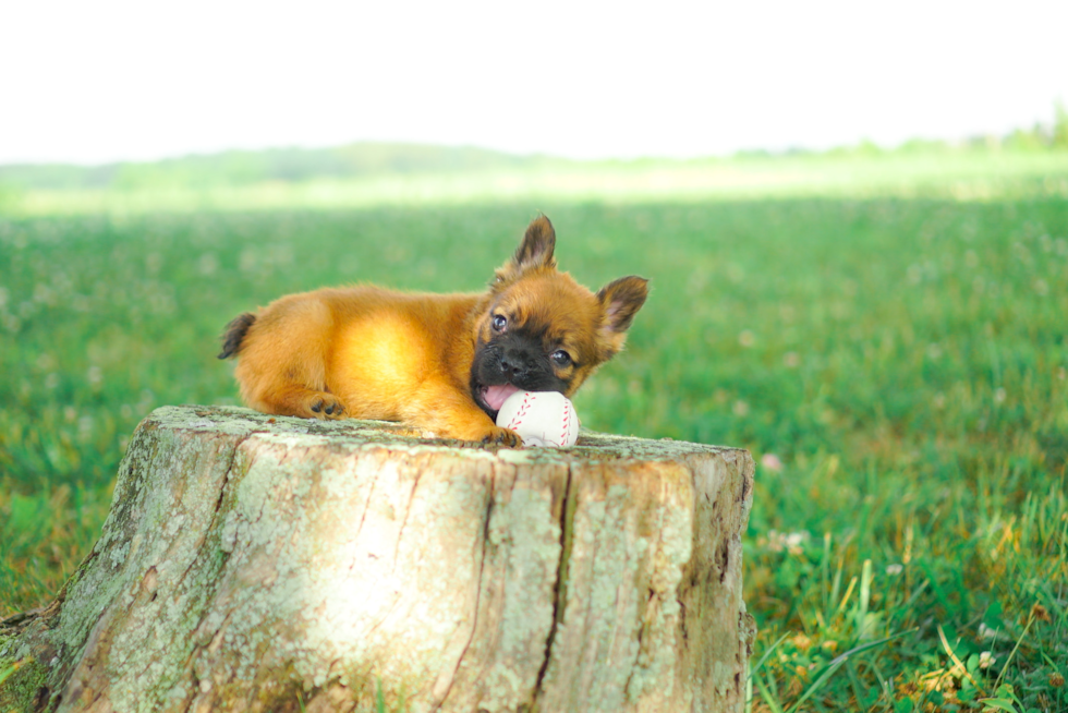 Cute French Bulldog Baby