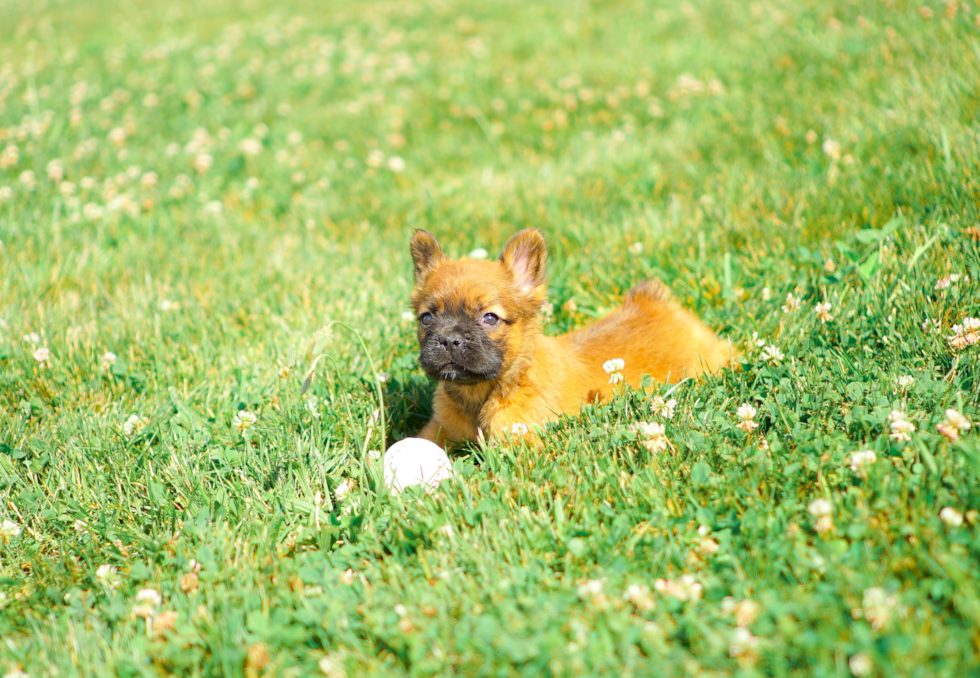 Cute French Bulldog Baby