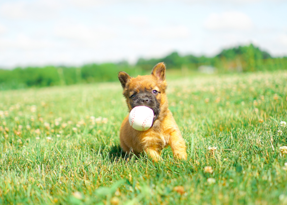 Cute Frenchie Purebred Puppy