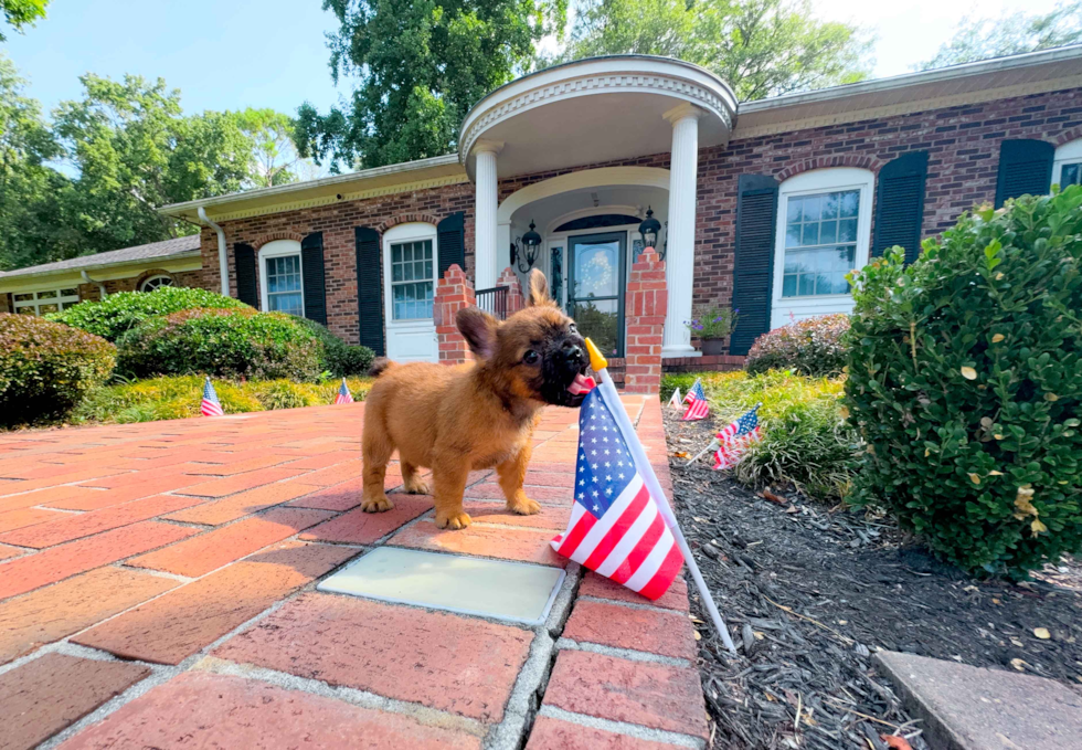 Cute French Bulldog Purebred Pup