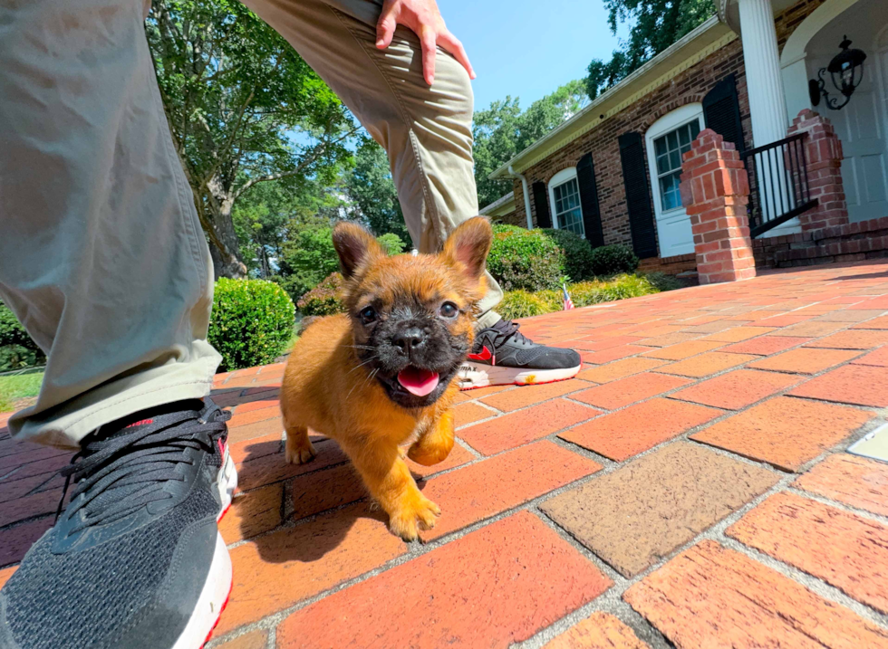 Cute Frenchie Purebred Puppy