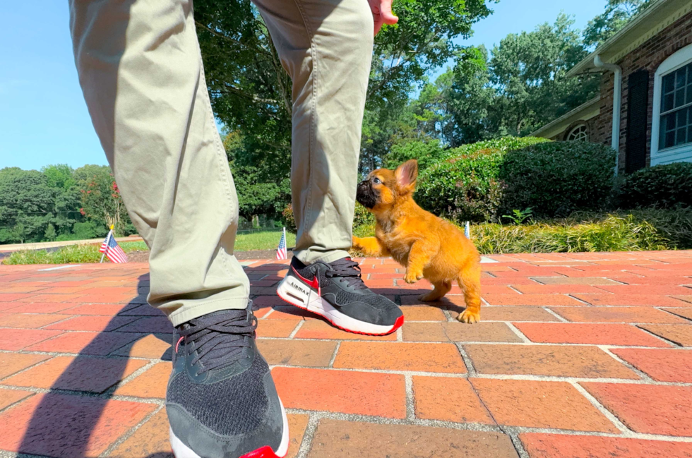 Cute Frenchie Purebred Puppy