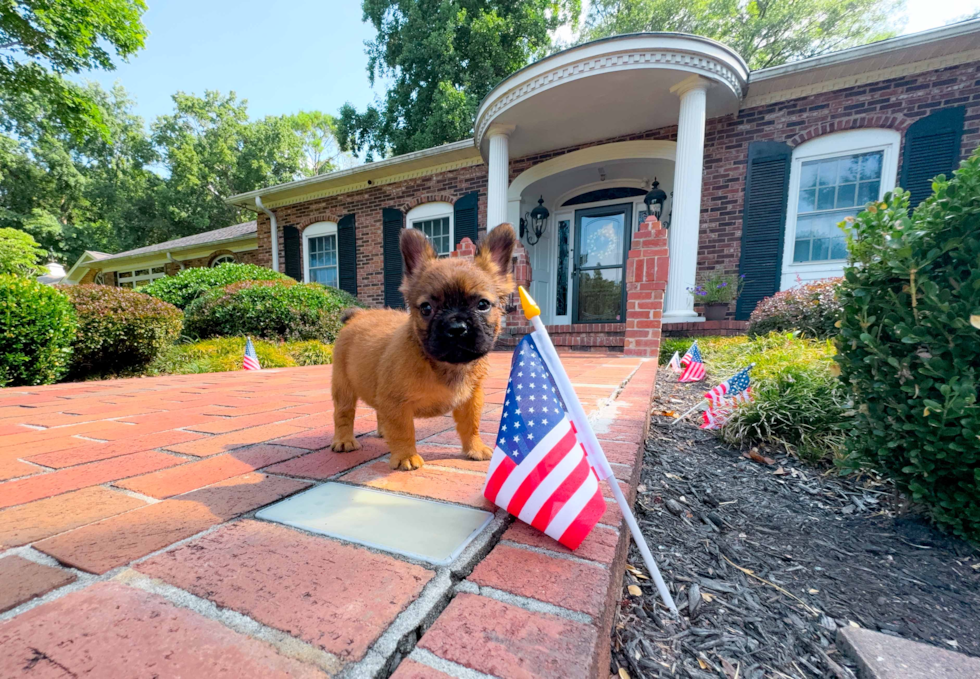 Cute French Bulldog Baby