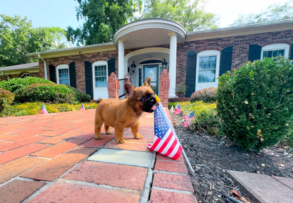 Cute French Bulldog Purebred Pup