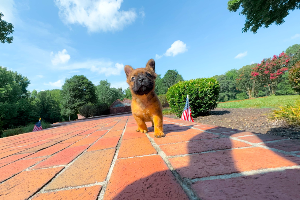 French Bulldog Pup Being Cute