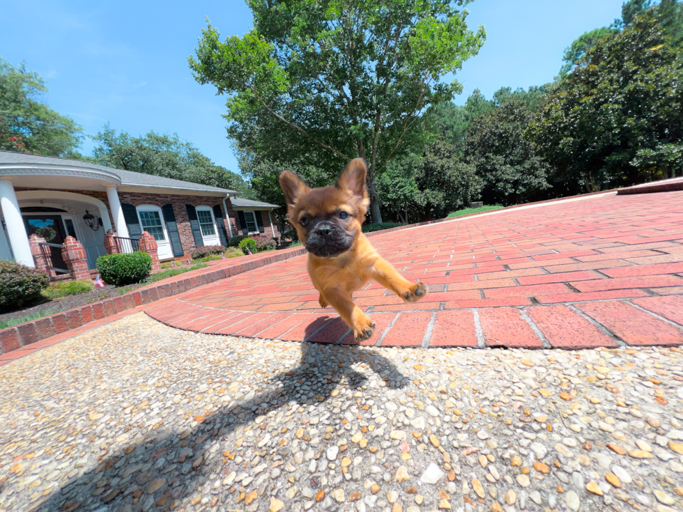 French Bulldog Puppy for Adoption