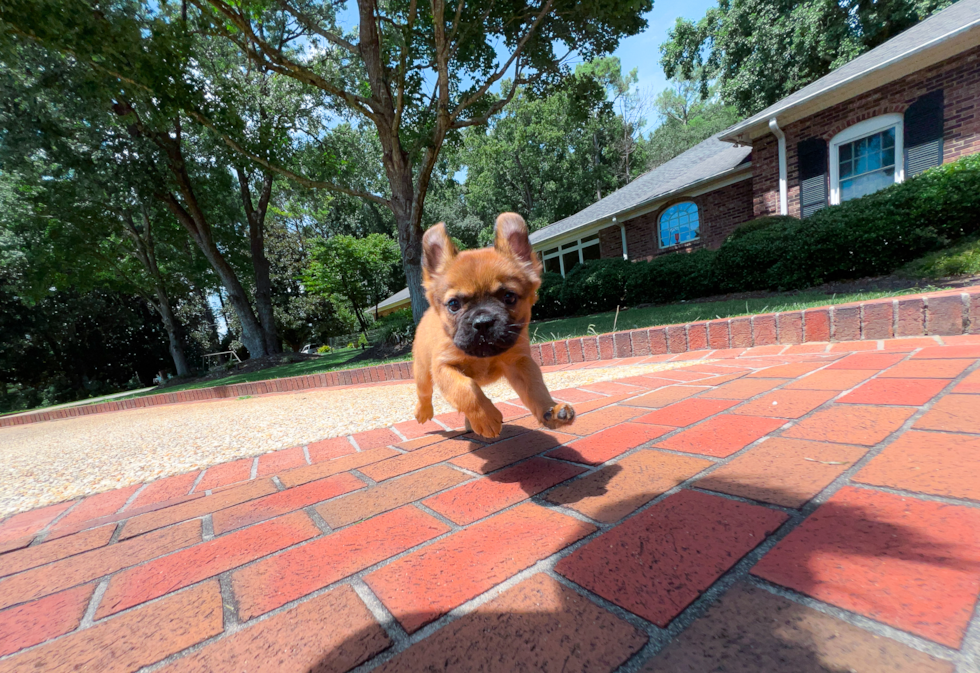 Cute French Bulldog Baby