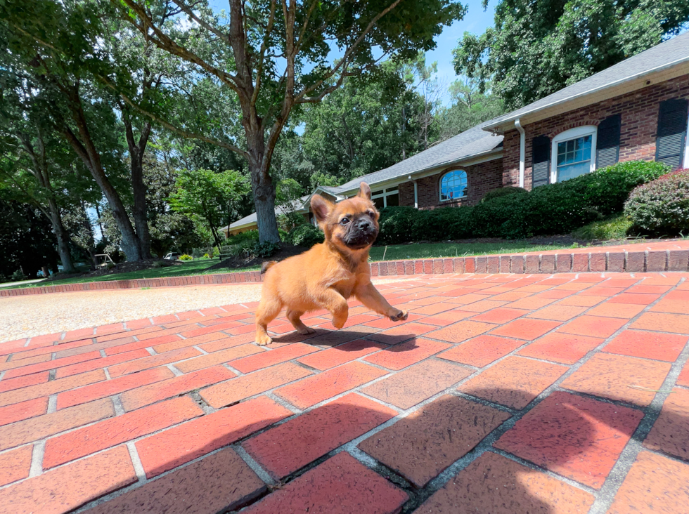 Cute Frenchie Purebred Puppy