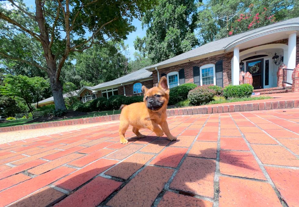 French Bulldog Puppy for Adoption